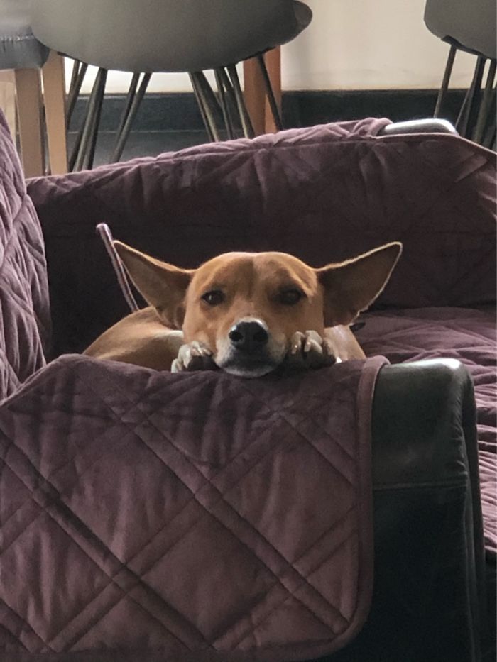 Benji, Watching Me Cook.
