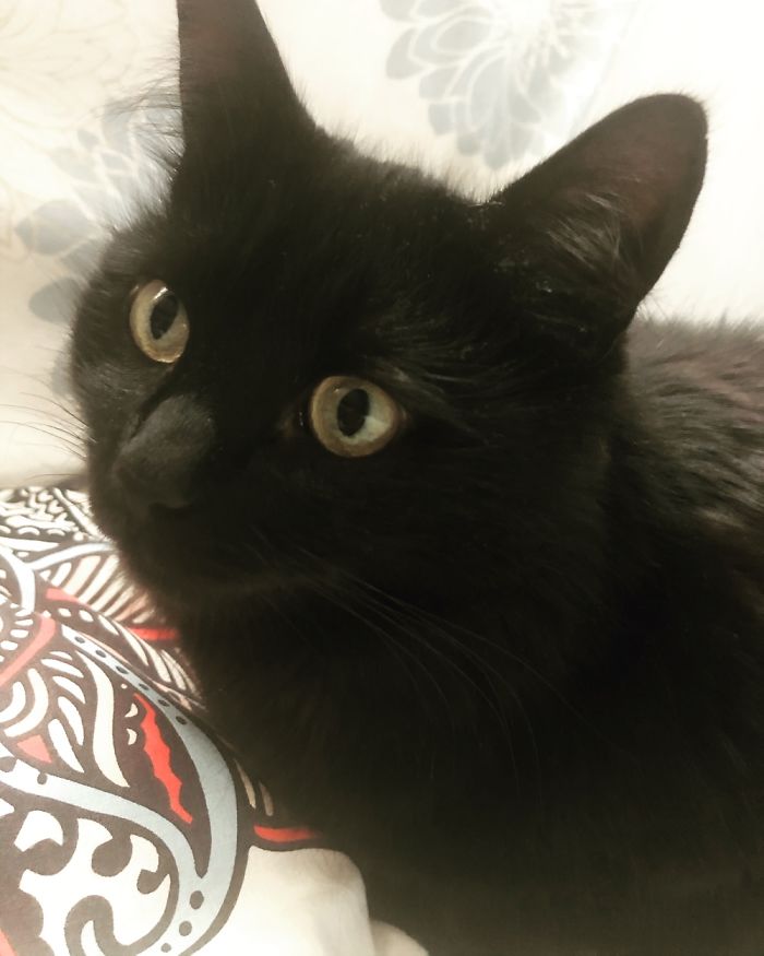 This Is Plaga. I Am Currently Fostering Her. She's Adorable And So Chilled Out.