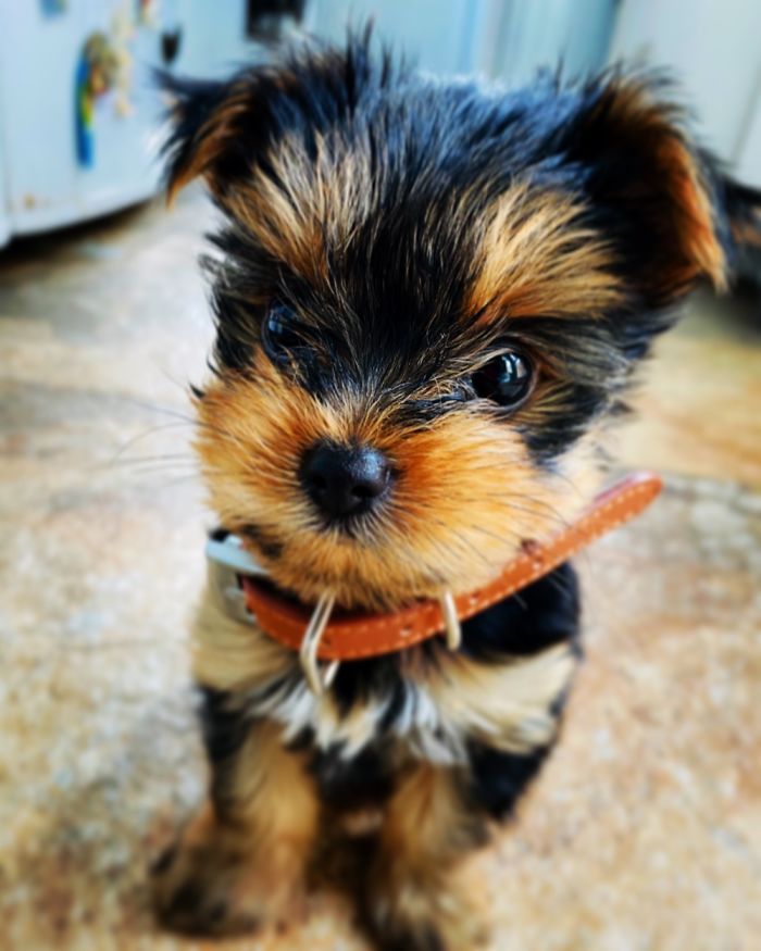 My Little Peanut. 12 Weeks Old Yorkie 🐾🐶