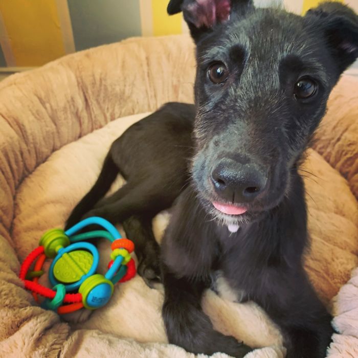 His Name Albus Dumblepaw And He Make Smoll Bleb