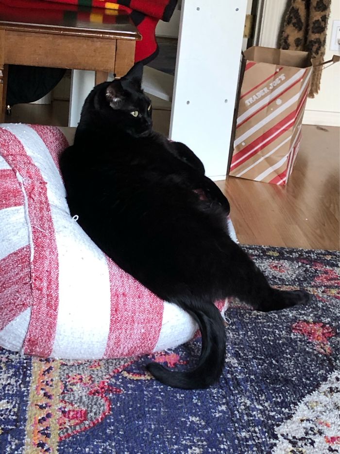 Just How My Cat Sits