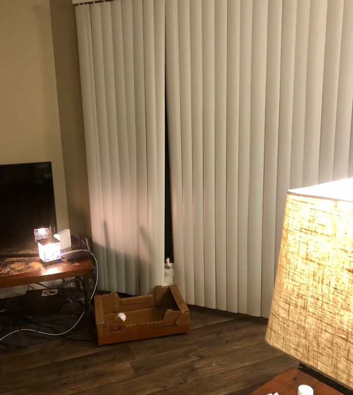 Let’s Play “Find The Cat.”