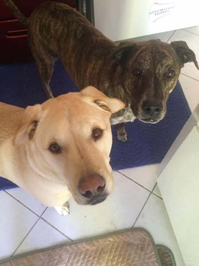 My Rescues 6 Yrs After. Jax And Gemma