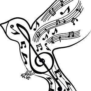 wizardthebird avatar