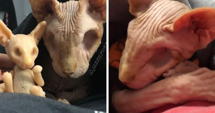 30 Cute Photos Of The Eyeless Instagram-Famous Cat Jasper