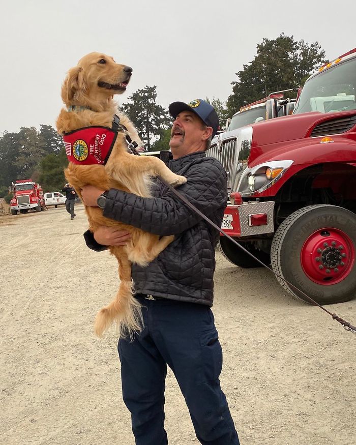 Kerith The Golden Retriever Is Visiting Areas Affected By Fires In California To Comfort Overworked Firefighters