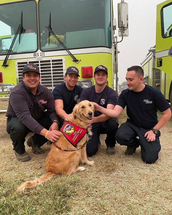Kerith The Golden Retriever Is Visiting Areas Affected By Fires In California To Comfort Overworked Firefighters