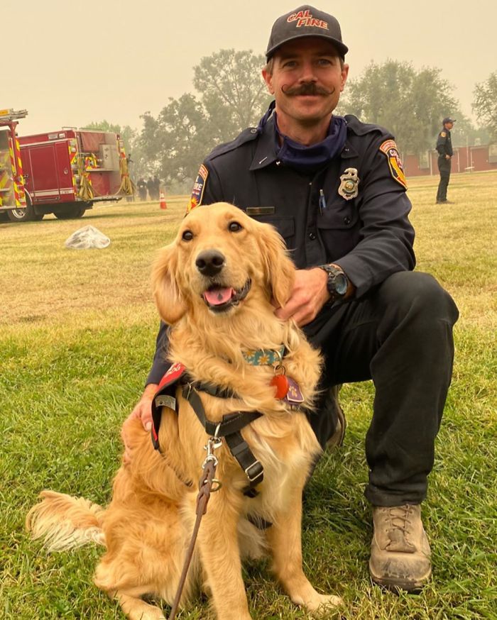 Kerith The Golden Retriever Is Visiting Areas Affected By Fires In California To Comfort Overworked Firefighters
