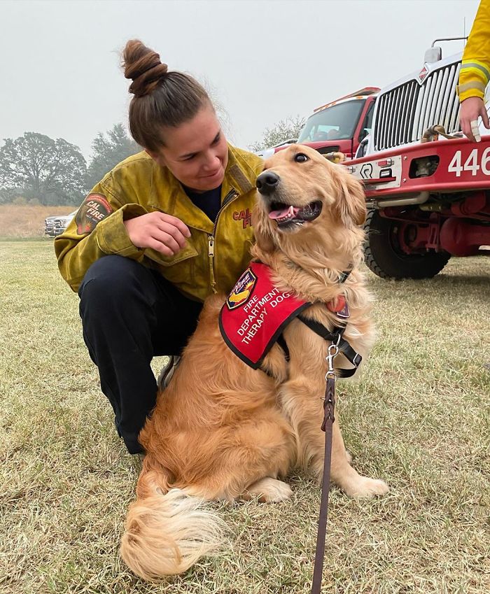 Kerith The Golden Retriever Is Visiting Areas Affected By Fires In California To Comfort Overworked Firefighters
