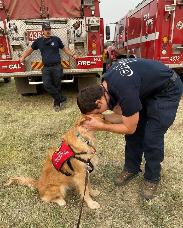 Kerith The Golden Retriever Is Visiting Areas Affected By Fires In California To Comfort Overworked Firefighters