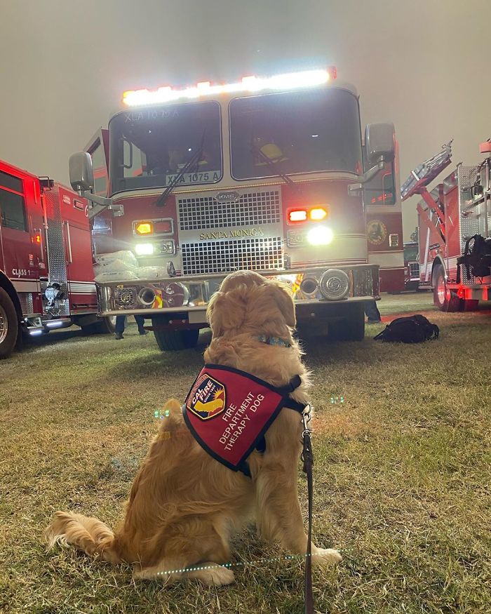 Kerith The Golden Retriever Is Visiting Areas Affected By Fires In California To Comfort Overworked Firefighters
