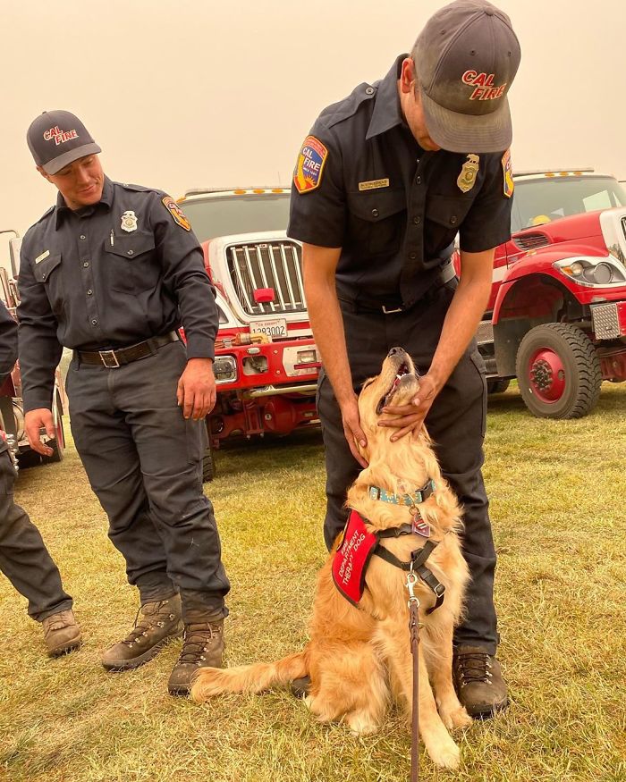 Kerith The Golden Retriever Is Visiting Areas Affected By Fires In California To Comfort Overworked Firefighters