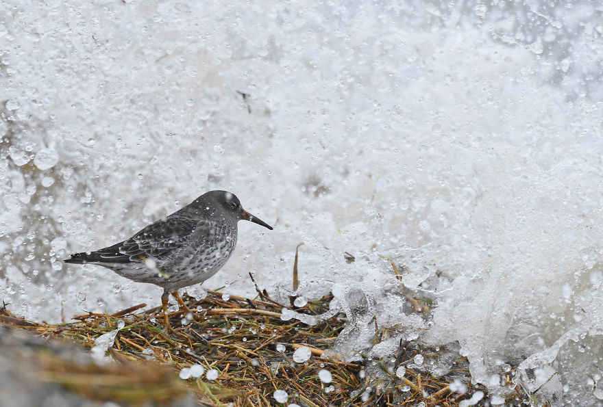 I’ve Been Photographing Storms During Dutch Tides For 7 Years, Here Are My 28 Pics To Capture Their Effect On Local Wildlife I’ve Been Photographing Storms During Dutch Tides For 7 Years, Here Are My 28 Pics To Capture Their Effect On Local Wildlife
