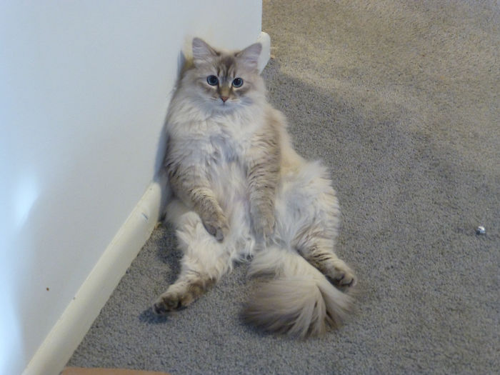 This Is Sophia. She's Taking A Break From Batting Around That Ball Of Foil