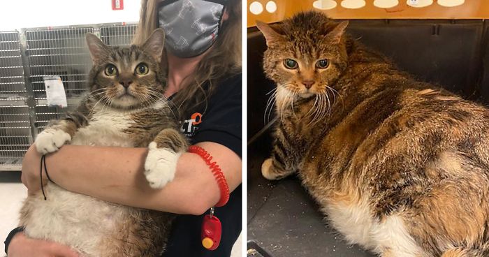 30 Lb Chonk Cat Named Lasagna Gets New Home, New Owners Thrilled With Getting Lasagna And Helping Her Get Healthy
