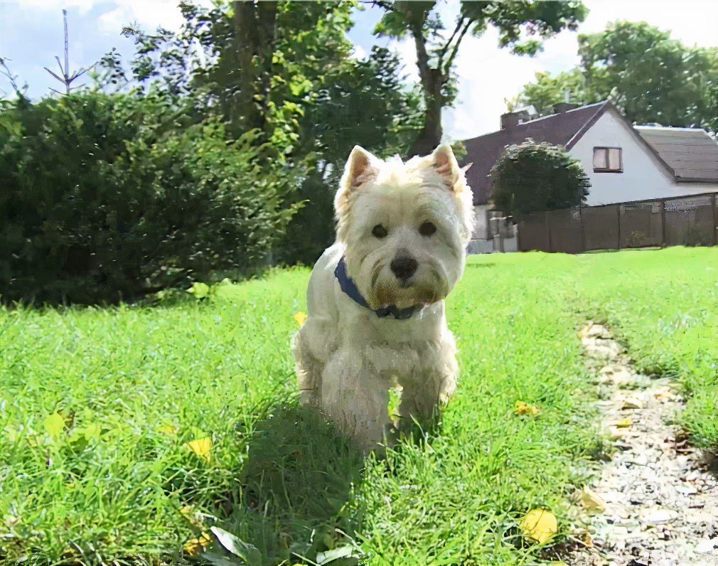 Huge Illegal Dog Breeding Operation In Lithuania Is Exposed After Dog Gets Kidnapped And Found In Illegal Puppy Mill Huge Illegal Dog Breeding Operation In Lithuania Is Exposed After Dog Gets Kidnapped And Found In Illegal Puppy Mill