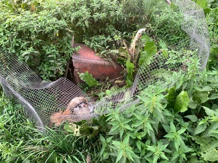 Huge Illegal Dog Breeding Operation In Lithuania Is Exposed After Dog Gets Kidnapped And Found In Illegal Puppy Mill