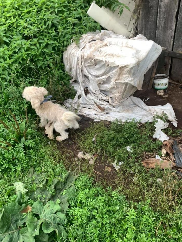 Huge Illegal Dog Breeding Operation In Lithuania Is Exposed After Dog Gets Kidnapped And Found In Illegal Puppy Mill