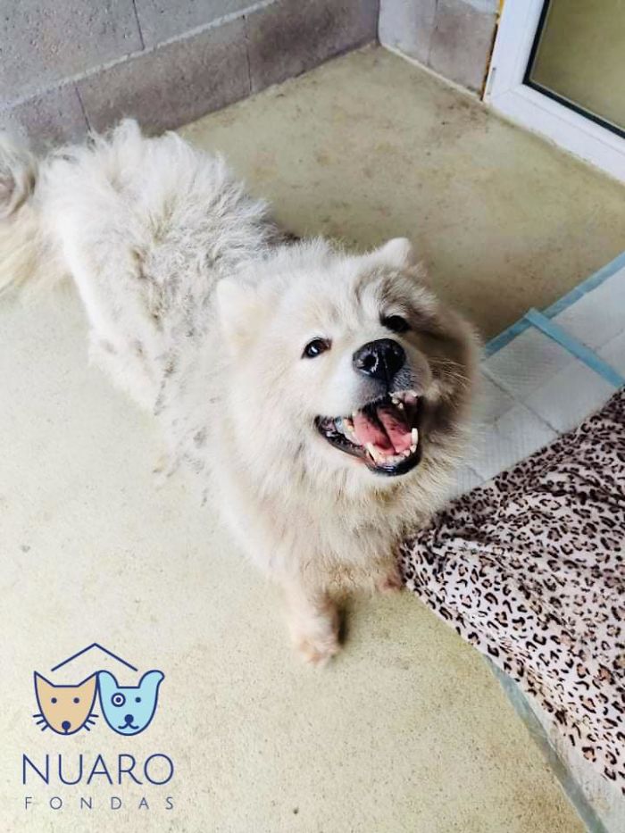 Huge Illegal Dog Breeding Operation In Lithuania Is Exposed After Dog Gets Kidnapped And Found In Illegal Puppy Mill Huge Illegal Dog Breeding Operation In Lithuania Is Exposed After Dog Gets Kidnapped And Found In Illegal Puppy Mill