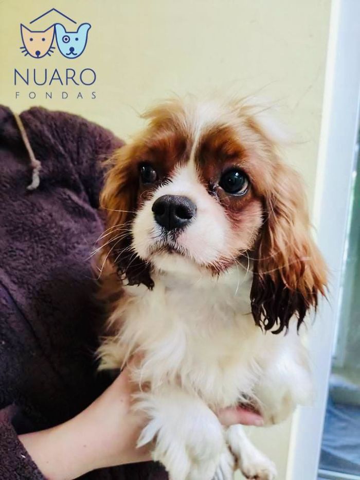 Huge Illegal Dog Breeding Operation In Lithuania Is Exposed After Dog Gets Kidnapped And Found In Illegal Puppy Mill