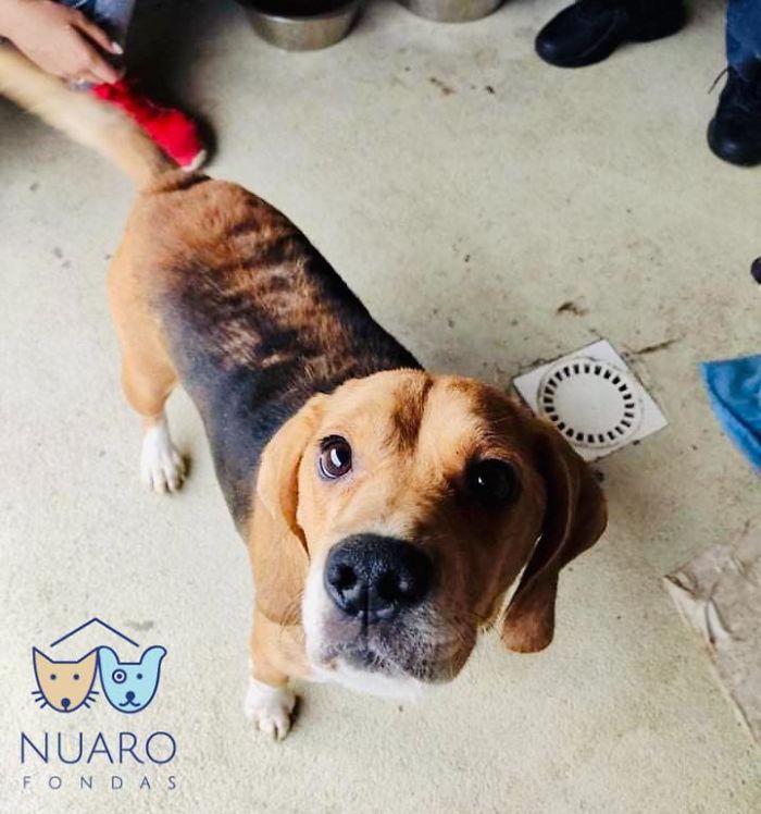 Huge Illegal Dog Breeding Operation In Lithuania Is Exposed After Dog Gets Kidnapped And Found In Illegal Puppy Mill Huge Illegal Dog Breeding Operation In Lithuania Is Exposed After Dog Gets Kidnapped And Found In Illegal Puppy Mill