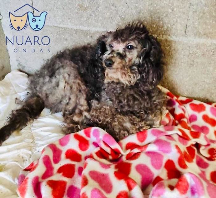 Huge Illegal Dog Breeding Operation In Lithuania Is Exposed After Dog Gets Kidnapped And Found In Illegal Puppy Mill