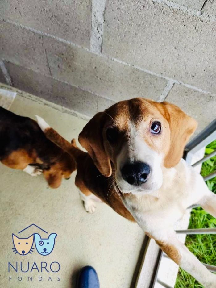 Huge Illegal Dog Breeding Operation In Lithuania Is Exposed After Dog Gets Kidnapped And Found In Illegal Puppy Mill