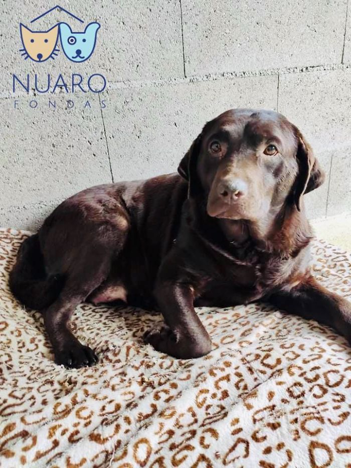 Huge Illegal Dog Breeding Operation In Lithuania Is Exposed After Dog Gets Kidnapped And Found In Illegal Puppy Mill