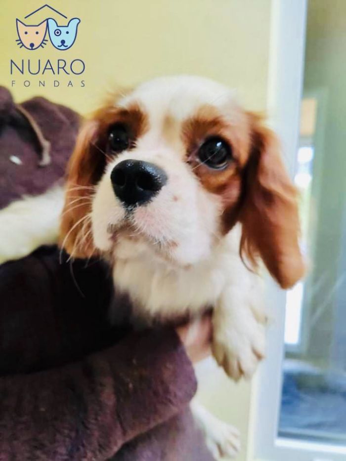 Huge Illegal Dog Breeding Operation In Lithuania Is Exposed After Dog Gets Kidnapped And Found In Illegal Puppy Mill Huge Illegal Dog Breeding Operation In Lithuania Is Exposed After Dog Gets Kidnapped And Found In Illegal Puppy Mill