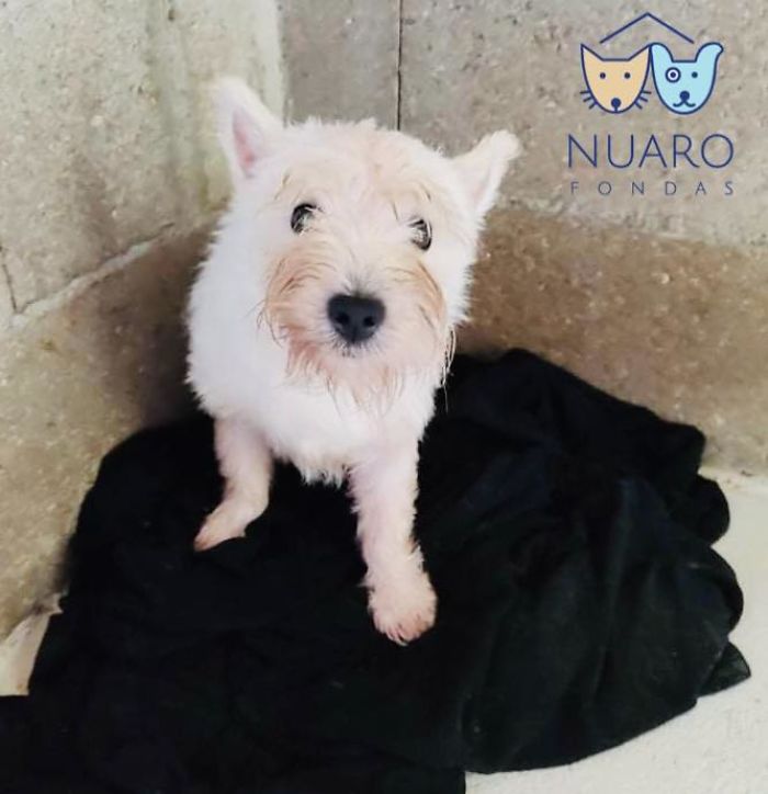 Huge Illegal Dog Breeding Operation In Lithuania Is Exposed After Dog Gets Kidnapped And Found In Illegal Puppy Mill Huge Illegal Dog Breeding Operation In Lithuania Is Exposed After Dog Gets Kidnapped And Found In Illegal Puppy Mill