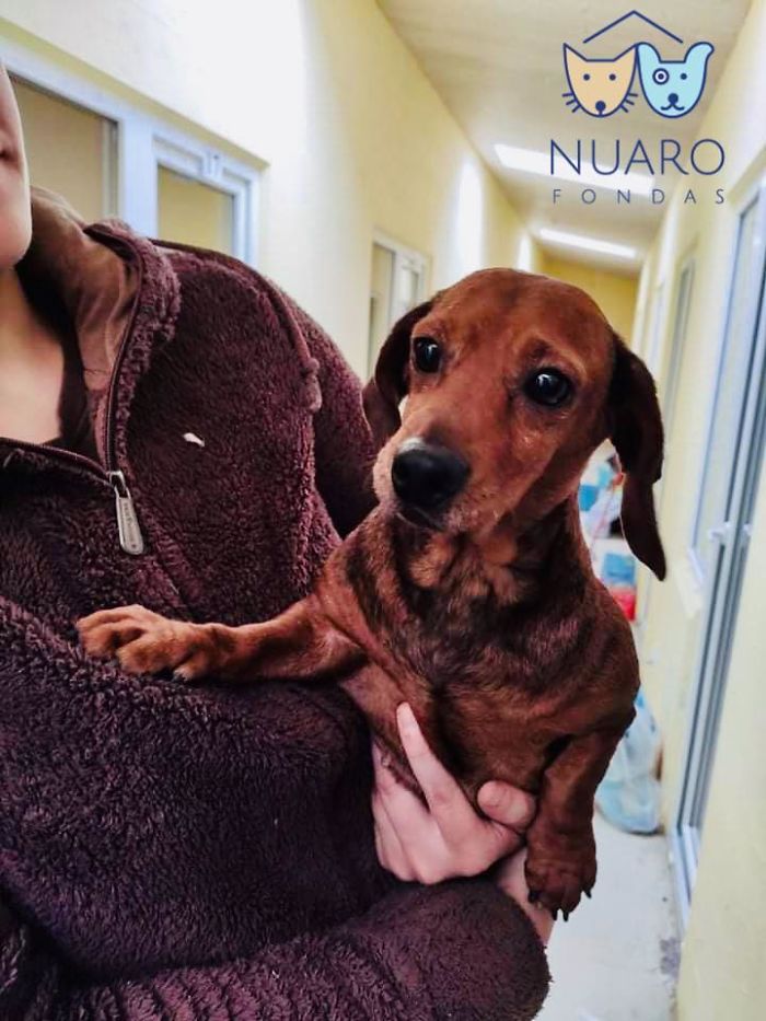 Huge Illegal Dog Breeding Operation In Lithuania Is Exposed After Dog Gets Kidnapped And Found In Illegal Puppy Mill