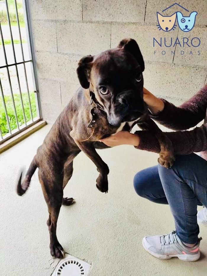 Huge Illegal Dog Breeding Operation In Lithuania Is Exposed After Dog Gets Kidnapped And Found In Illegal Puppy Mill