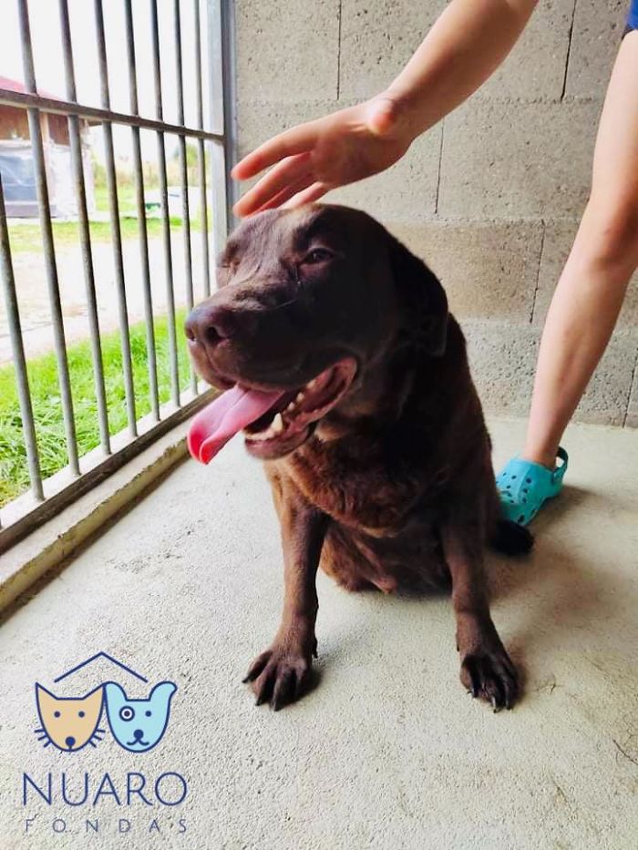 Huge Illegal Dog Breeding Operation In Lithuania Is Exposed After Dog Gets Kidnapped And Found In Illegal Puppy Mill