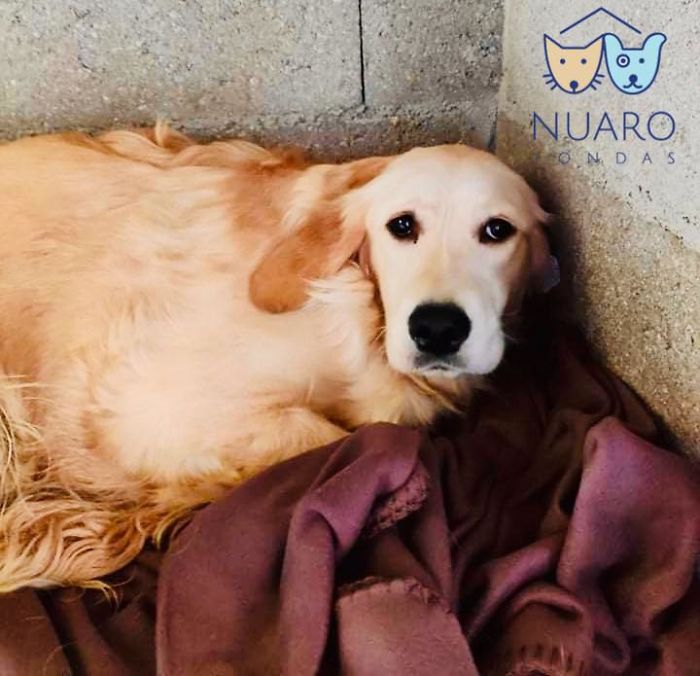 Huge Illegal Dog Breeding Operation In Lithuania Is Exposed After Dog Gets Kidnapped And Found In Illegal Puppy Mill