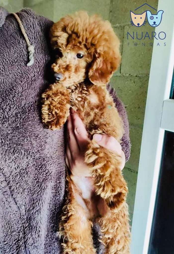 Huge Illegal Dog Breeding Operation In Lithuania Is Exposed After Dog Gets Kidnapped And Found In Illegal Puppy Mill Huge Illegal Dog Breeding Operation In Lithuania Is Exposed After Dog Gets Kidnapped And Found In Illegal Puppy Mill