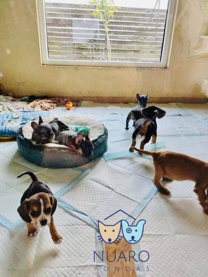 Huge Illegal Dog Breeding Operation In Lithuania Is Exposed After Dog Gets Kidnapped And Found In Illegal Puppy Mill