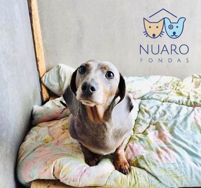 Huge Illegal Dog Breeding Operation In Lithuania Is Exposed After Dog Gets Kidnapped And Found In Illegal Puppy Mill