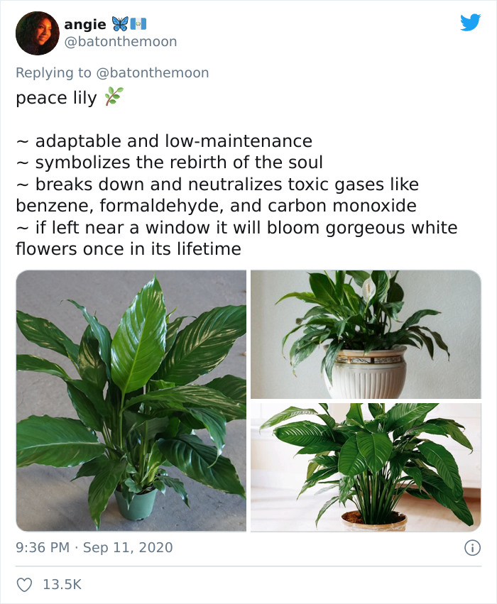 Low-Sunlight-House-Plants