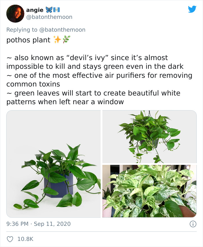 Low-Sunlight-House-Plants