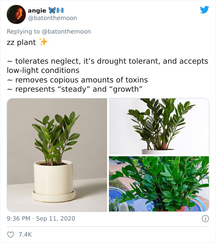 Low-Sunlight-House-Plants