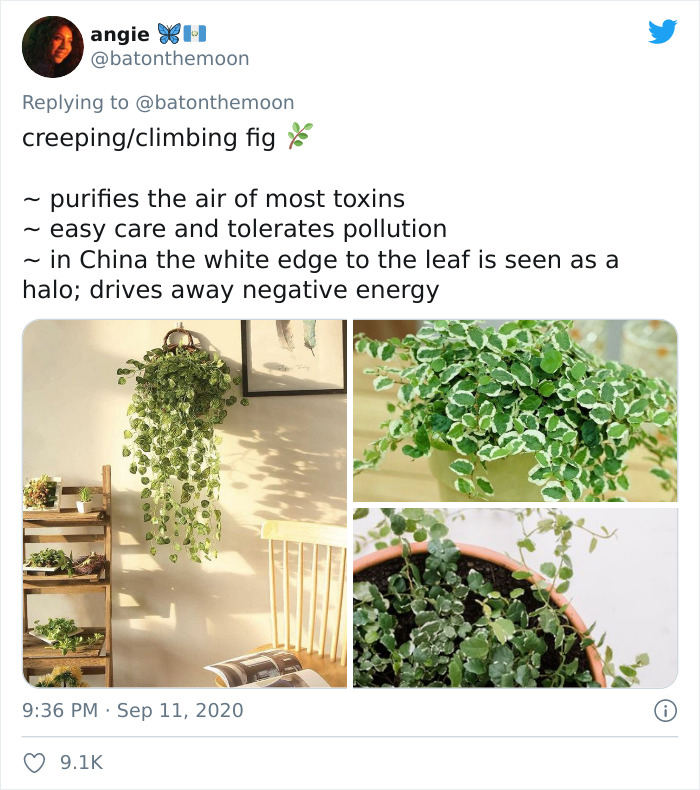 Low-Sunlight-House-Plants