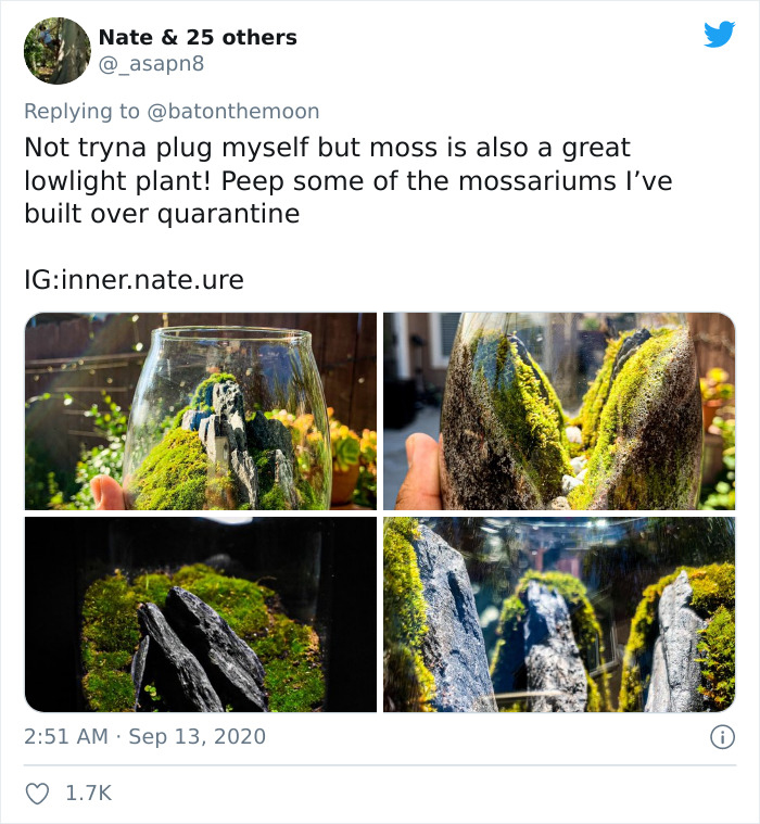 Low-Sunlight-House-Plants