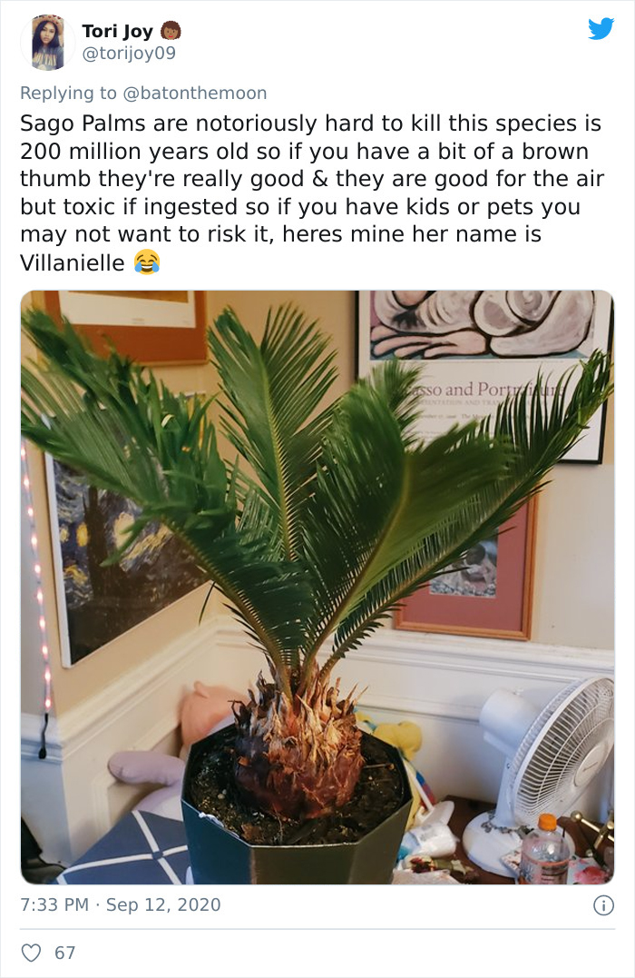 Low-Sunlight-House-Plants