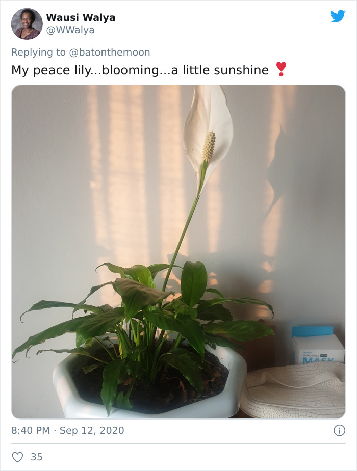 Low-Sunlight-House-Plants