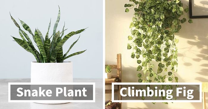 20 Indoor Plants For People Who Tend To Kill Them Off By Accident