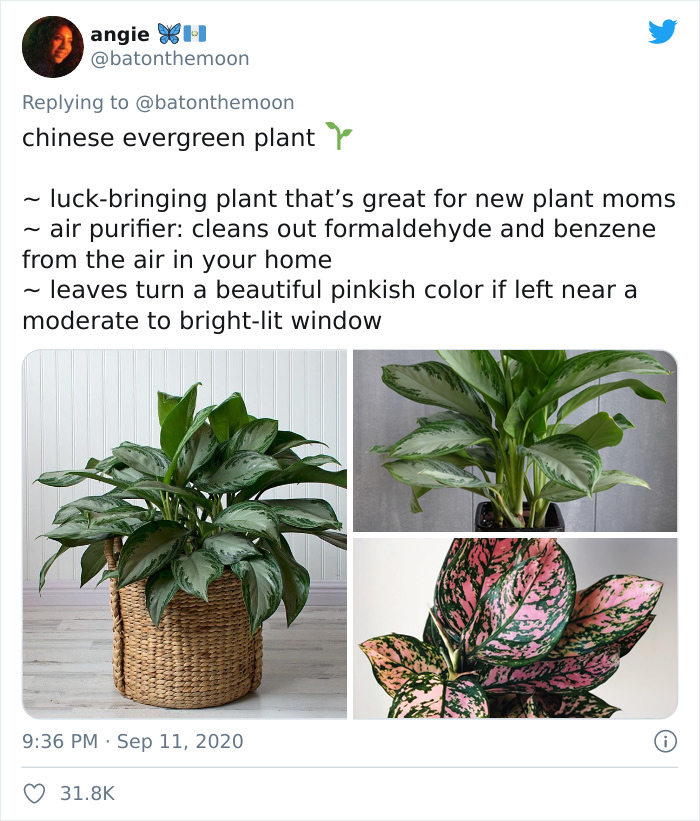 Low-Sunlight-House-Plants