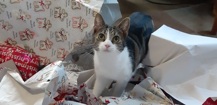 Luna (Christmas 2019)