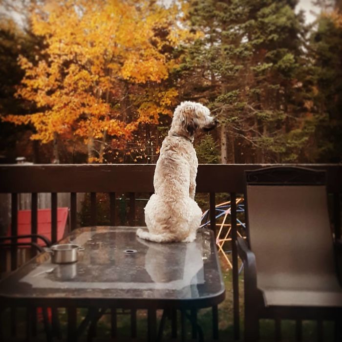 Luna The Labradoodle Watchdog (1.5 Years)