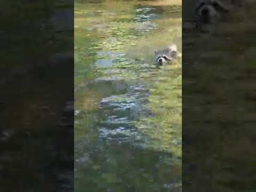 A Raccoon Chased After My Sister On A Tubing Trip