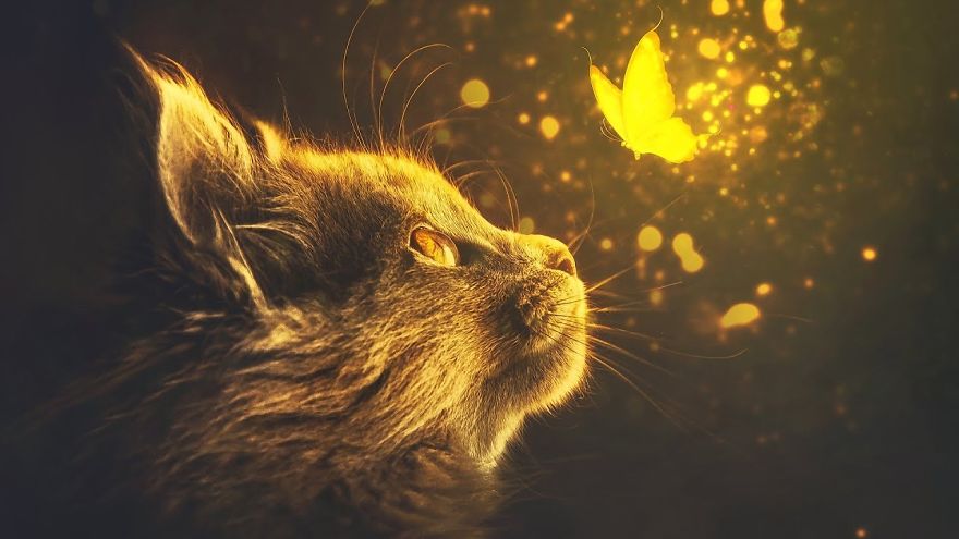 I Made This Because I Was Bored And Decided I Can Make A Post! So Here Is Is Cats And Butterfly's ^﹏^